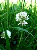 Beautiful white clover flowers among the green grass on the meadow