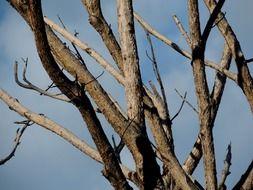 dry branches of tree