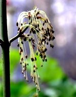 blooming maple in the forest