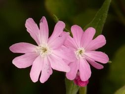 pink flowers with pointed petals