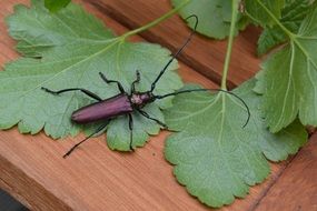 black beetle with long antennas