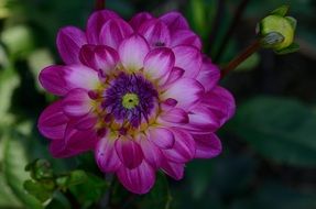 purple dahlia flower