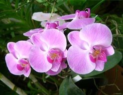 tropical orchid flowers