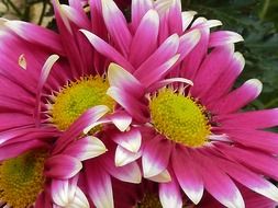 striking pink daisy flower