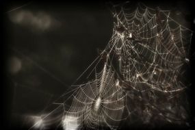 creepy spider web black and white picture