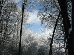 tree branches in white frost in the forest