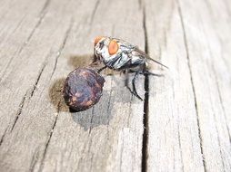 fly eating an insect