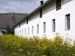 Yellow cowshed tansy