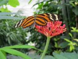 Tiger butterfly on a pink flower