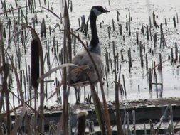 branta in the wild nature