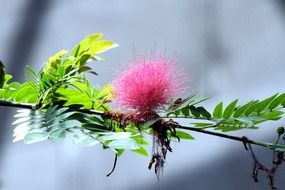 photo of branch of downy bush