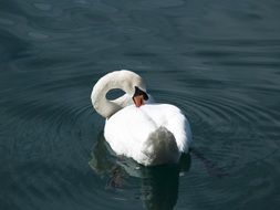 white swan on the lake on a sunny day
