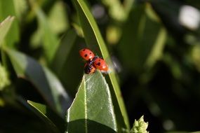 ladybug on the edge of a green leaf