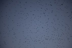 flock of pigeons in the sky