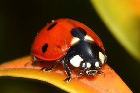 ladybug on leaf, macro