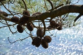 wonderful pine cones