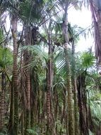 tall palm trees in the rainforest