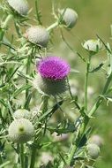 thistle flower on a bush