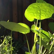 green watercress