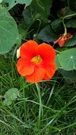 nasturtium flower blossom