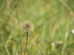 dry dandelion close-up on blurred background