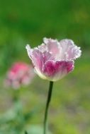 pink tulip with white stripes