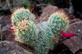 cactus in the arizona desert