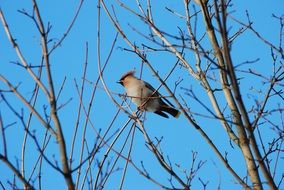 Waxwing on the tree