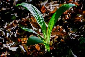 пкуут leaf green plant