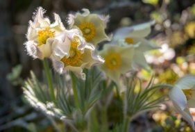 white pulsatilla flowers