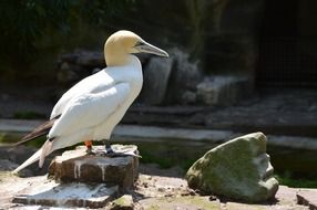 gannet, sea bird on stone