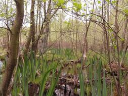 a swamp in the spring forest