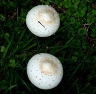 two white mushrooms