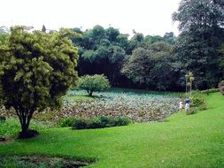 botanical garden in Sri Lanka