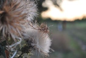 autumn dry barbs