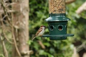 sparrow on a feeding trough