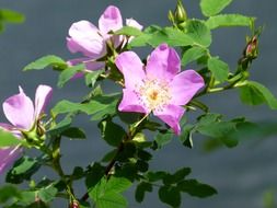 rose wild flowers in water