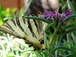 picture of the butterfly is on a flower