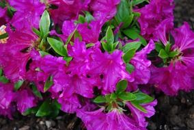 flowers azalea plant