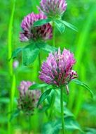 flowering clover Meadow