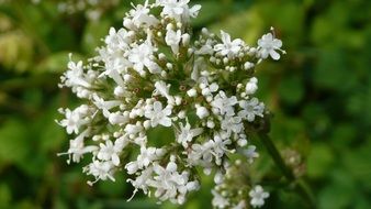 valeriana officinalis blossom in the garden