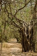 Exotic landscape with the trees in India