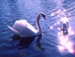 white swans on the lake in the evening