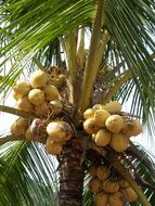 yellow cocoons on a palm tree