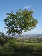 tree landscape