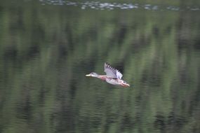 duck flies over the lake