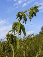 ripe seeds of nettle on background cloudy sky