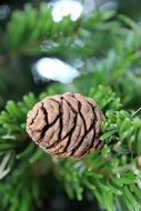 pine cone on a branch closeup