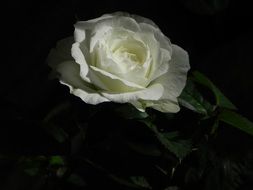 white rose in the dark