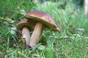 edible mushrooms in the wild forest